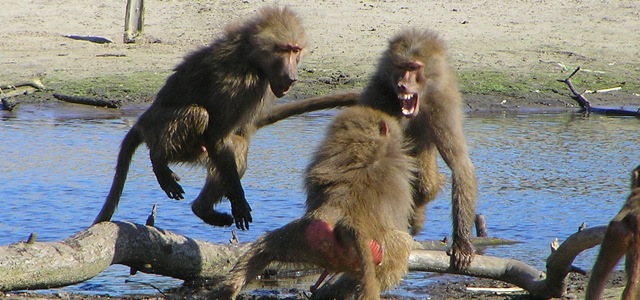 baboon argument